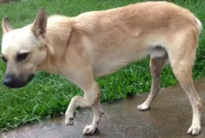 Cachorro raça SRD idade 3 anos nome Bruce