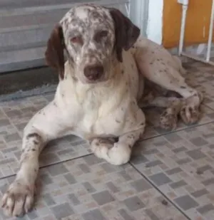 Cachorro raça Sem raça definida idade  nome Bartho 