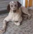 Bartho