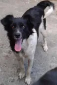 Suzi