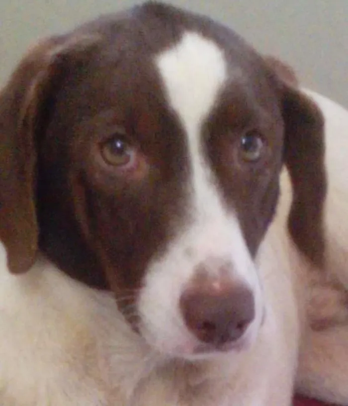 Cachorro ra a srd idade 2 anos nome Bob