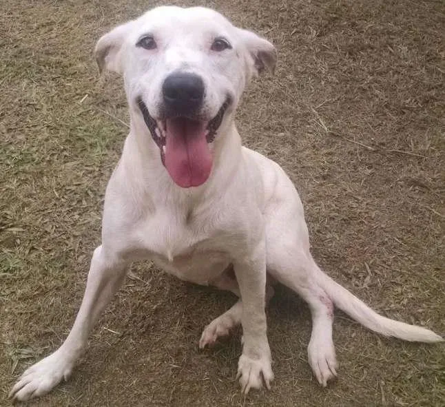 Cachorro ra a SRD idade 2 anos nome Branquinho