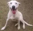 Branquinho