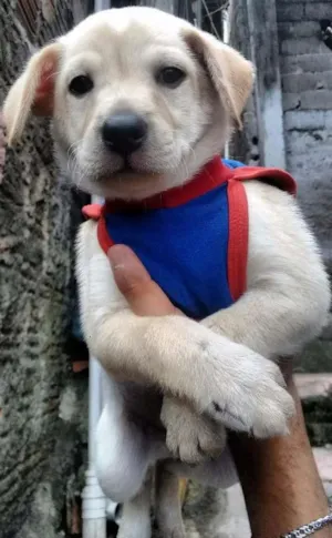 Cachorro raça Labrador  idade Abaixo de 2 meses nome Presunto