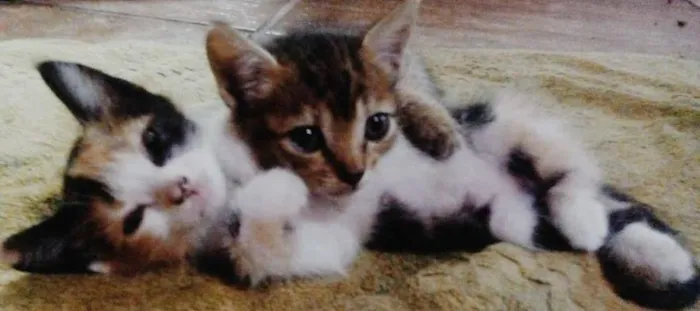 Gato ra a  idade 2 a 6 meses nome Mina & Maggie 
