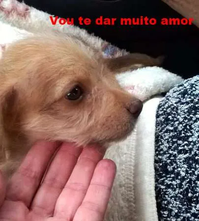 Cachorro ra a SRD idade 2 a 6 meses nome Fofinha