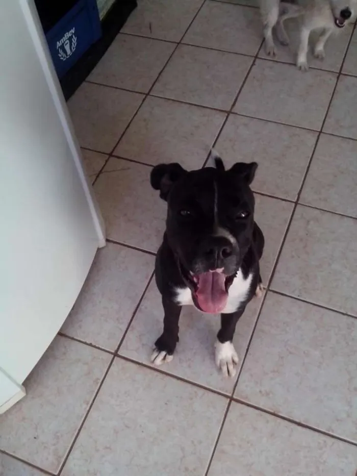 Cachorro ra a Boxer idade 2 anos nome Zeus