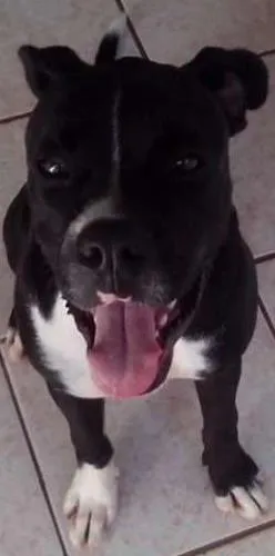 Cachorro ra a Boxer idade 2 anos nome Zeus