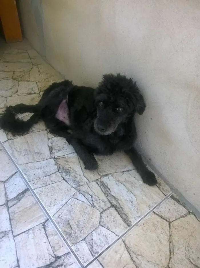 Cachorro raça poodle idade 4 anos nome Marley