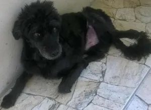Cachorro raça poodle idade 4 anos nome Marley
