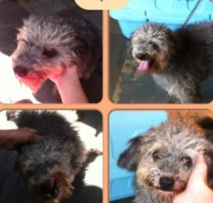 Cachorro raça Poodle standard idade 4 anos nome fofão GRATIFICA