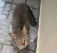 Paçoca