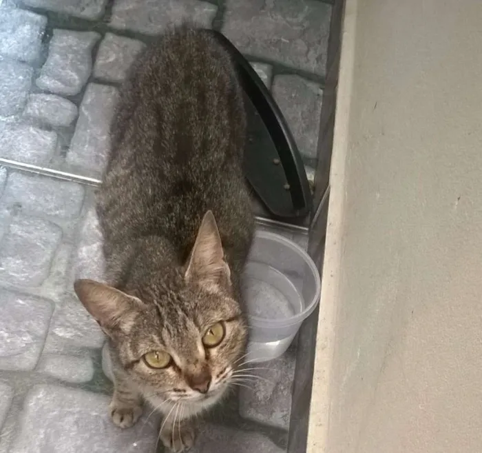 Gato ra a SRD idade 1 ano nome Paçoca