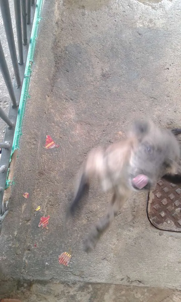 Cachorro ra a Vira-lata idade 7 a 11 meses nome Mancha