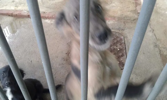 Cachorro ra a Vira-lata idade 7 a 11 meses nome Mancha