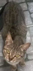 Paçoca