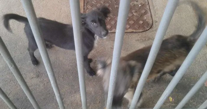 Cachorro ra a Vira-lata idade 7 a 11 meses nome Mancha