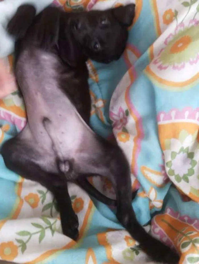 Cachorro ra a vida-lata idade 2 a 6 meses nome Ted