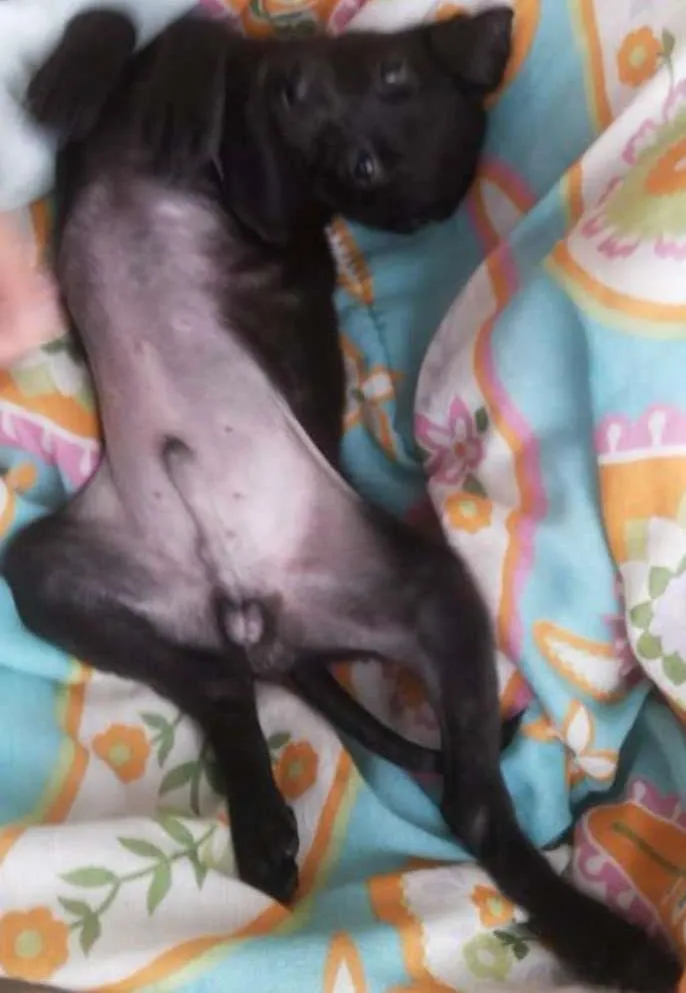 Cachorro ra a vida-lata idade 2 a 6 meses nome Ted