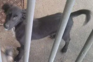Cachorro raça Vira-lata idade 7 a 11 meses nome Mancha