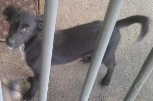 Cachorro ra a Vira-lata idade 7 a 11 meses nome Mancha