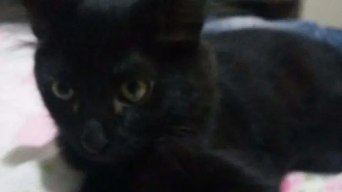 Gato ra a Siamês idade 7 a 11 meses nome Pandora