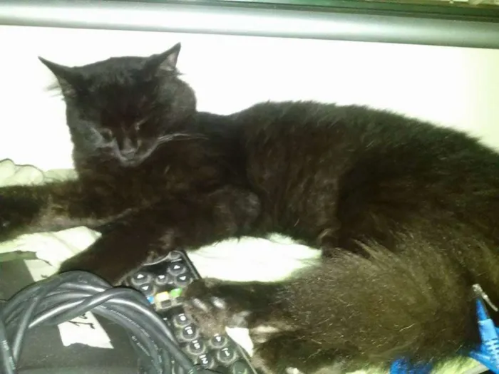 Gato ra a Siamês idade 7 a 11 meses nome Pandora