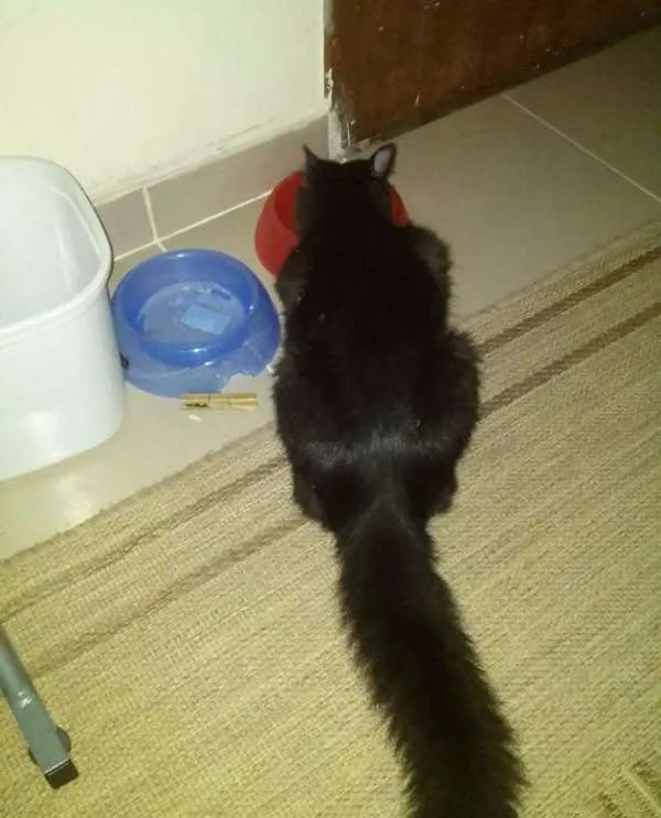 Gato ra a Siamês idade 7 a 11 meses nome Pandora