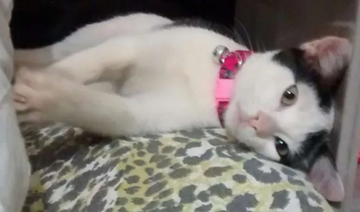 Gato raça Não definida idade 2 anos nome Branquinha