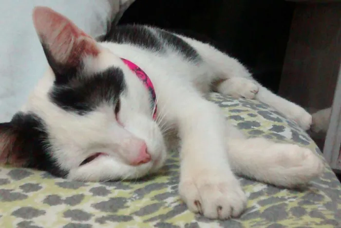 Gato raça Não definida idade 2 anos nome Branquinha