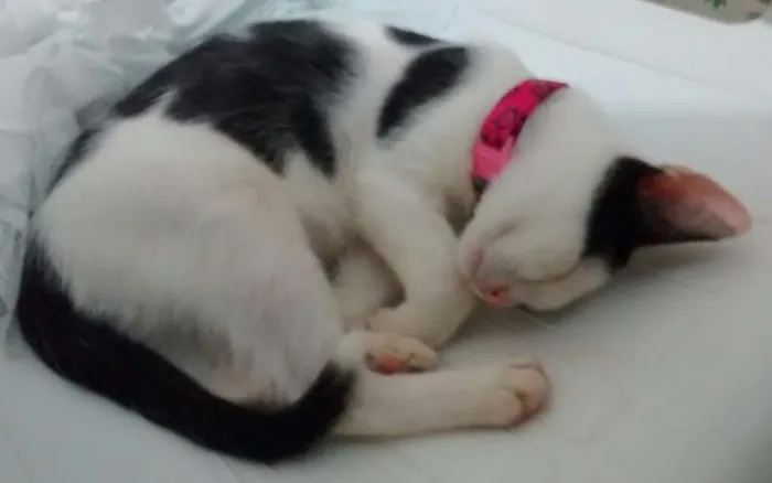 Gato raça Não definida idade 2 anos nome Branquinha