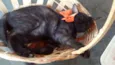 Pitoca
