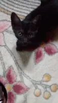 Pitoca