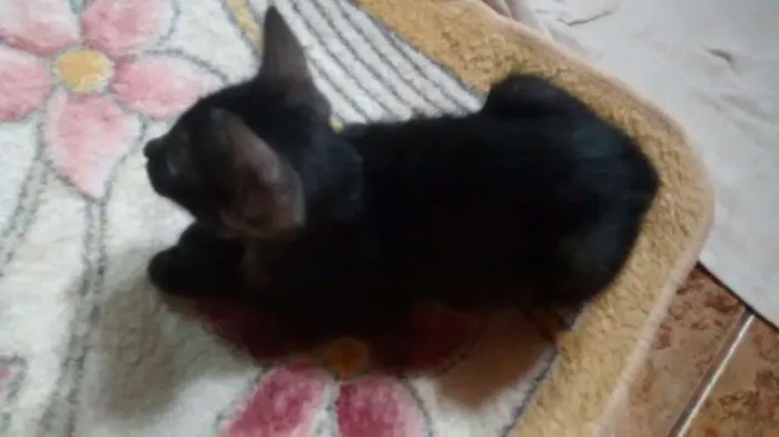Gato raça Não definida idade 7 a 11 meses nome Pitoca