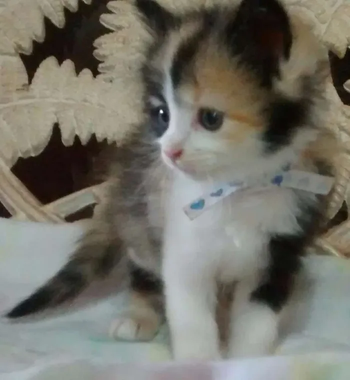Gato raça Mestiça de Siamês idade 2 a 6 meses nome Sem nome