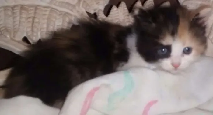 Gato raça Mestiça de Siamês idade 2 a 6 meses nome Sem nome