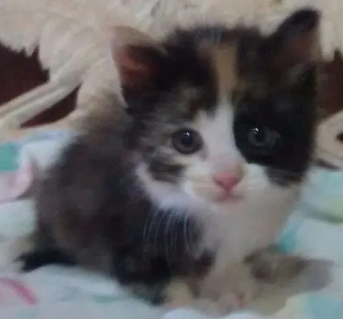 Gato raça Mestiça de Siamês idade 2 a 6 meses nome Sem nome