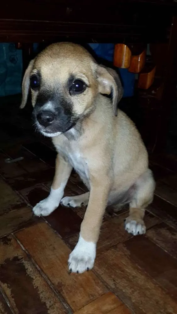 Cachorro ra a SRD idade Abaixo de 2 meses nome Filhote