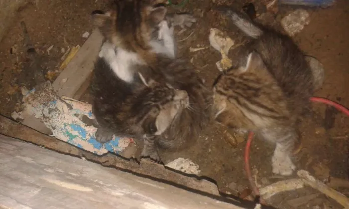 Gato raça vira lata idade Abaixo de 2 meses nome sem nome