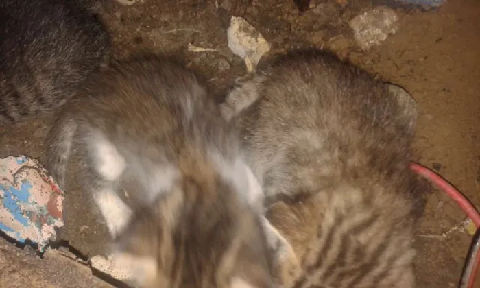 Gato raça vira lata idade Abaixo de 2 meses nome sem nome