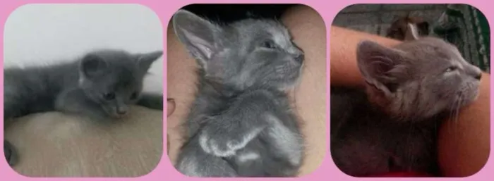 Gato ra a SRD idade Abaixo de 2 meses nome Gatinha