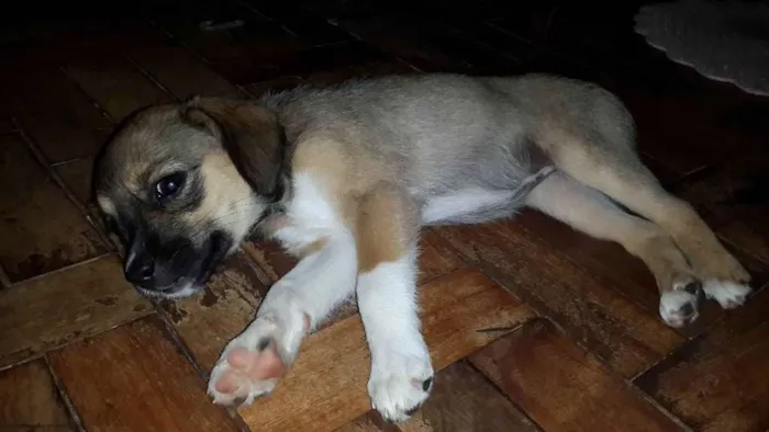 Cachorro ra a SRD idade Abaixo de 2 meses nome Filhote