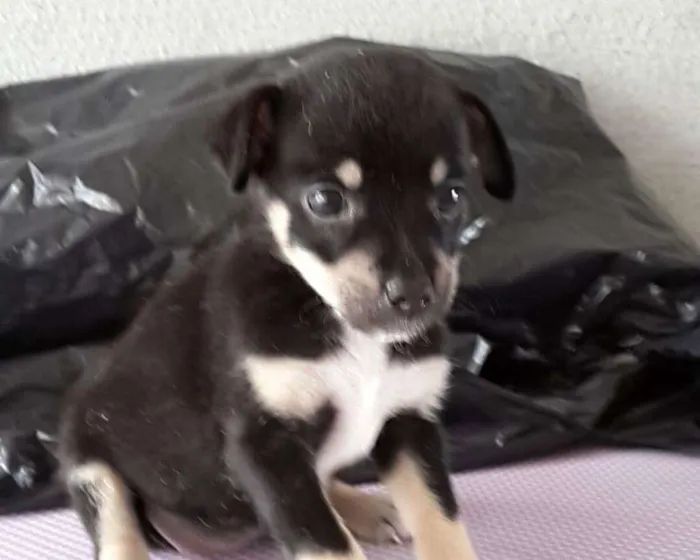 Cachorro ra a SRD idade Abaixo de 2 meses nome Filhote