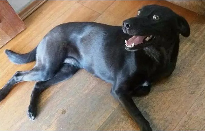 Cachorro ra a  idade 3 anos nome Preta