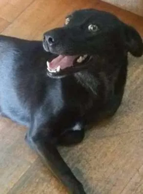 Cachorro ra a  idade 3 anos nome Preta