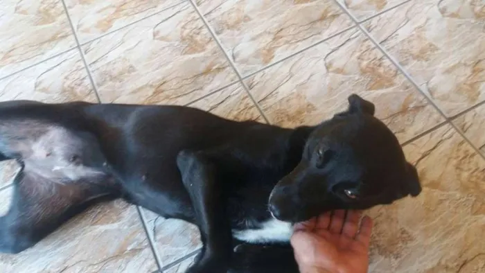 Cachorro ra a  idade 3 anos nome Preta