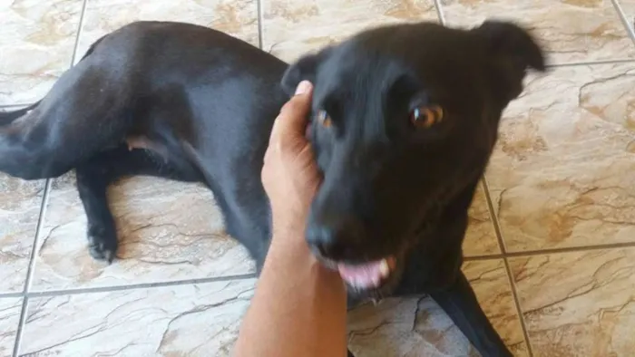 Cachorro ra a  idade 3 anos nome Preta