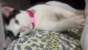 Gato raça Não definida idade 2 anos nome Branquinha