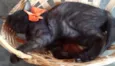 Pitoca