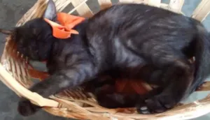 Gato raça Não definida idade 7 a 11 meses nome Pitoca